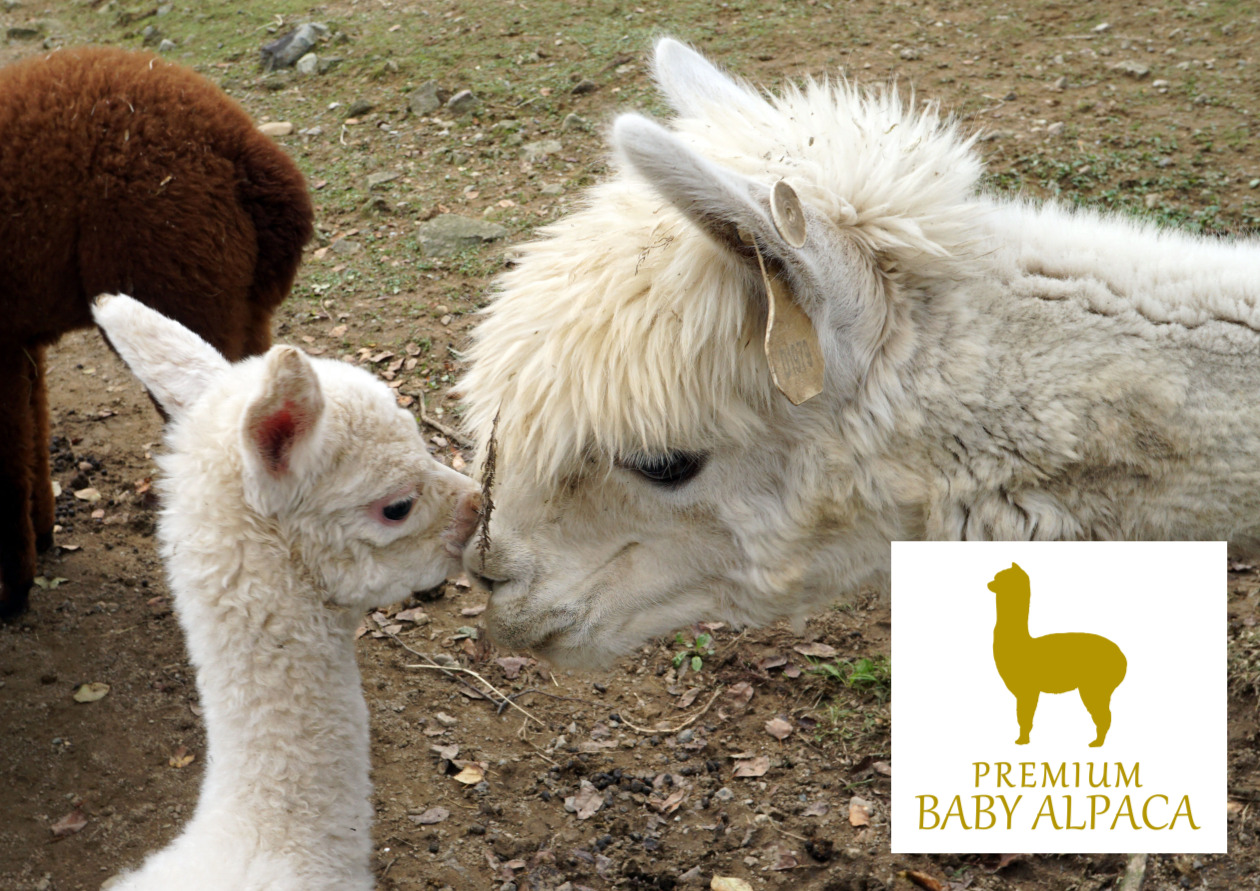 アルパカシリーズ