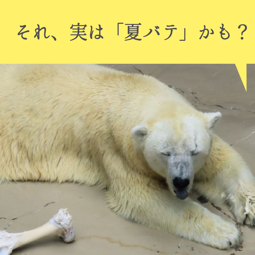 ガーゼケット特集